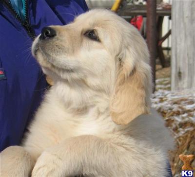 Puppies in Paola